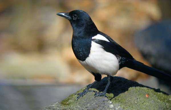 까치（カチ：カササギ）物語｜なぜ韓国人はカササギが好き？【韓国文化】