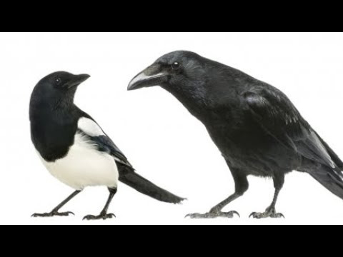 鳥類の中でもカラスとカササギは頭がいいという！