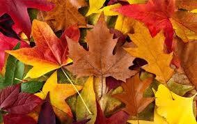 단풍이 들다 (紅葉する) , 단풍 놀이 (紅葉狩り)