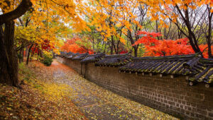 「紅葉, 紅葉狩り」韓国語で？단풍, 단풍이 들다, 단풍놀이の意味と使い方