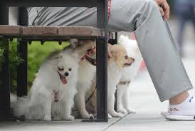 내(ネ)と네(ネ)の意味と発音の違い