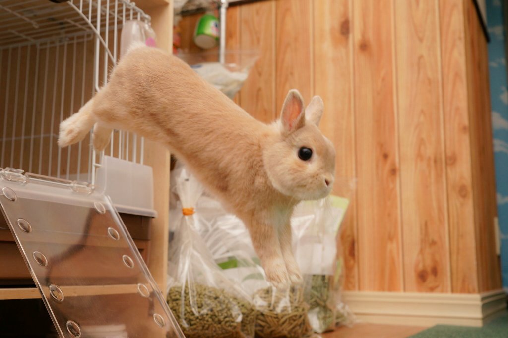 韓国語 포올짝, 폴짝とは?意味と使い方を教えてください【中級 単語】