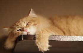 게을리하다の意味と使い方