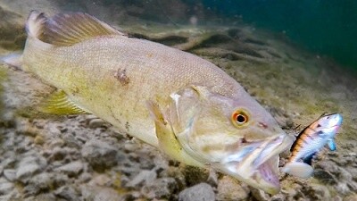 물고기, 생선(魚)の意味の違いと使い方を例文で解説