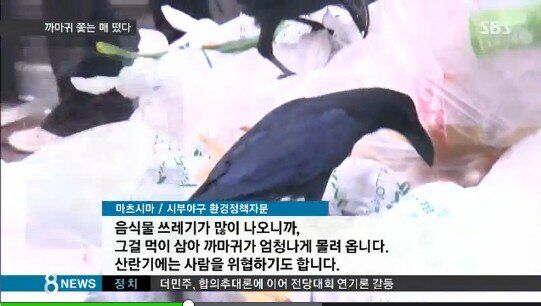 日本が韓国より不便なところ。カラスが怖い