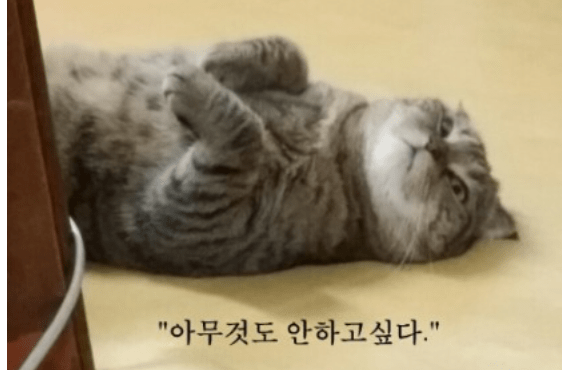 안 ~고 싶다(したくない)の使い方