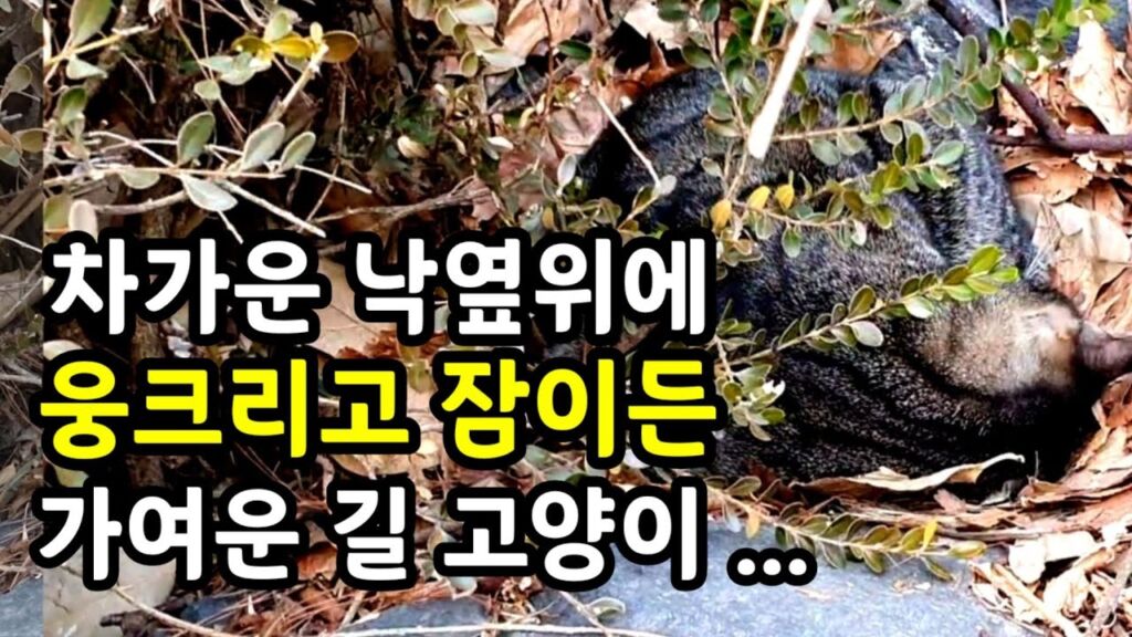 가엾다の意味の違いと使い方