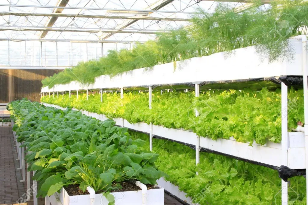 「野菜」は韓国語で？야채, 채소の違いと使い分けを例文で解説