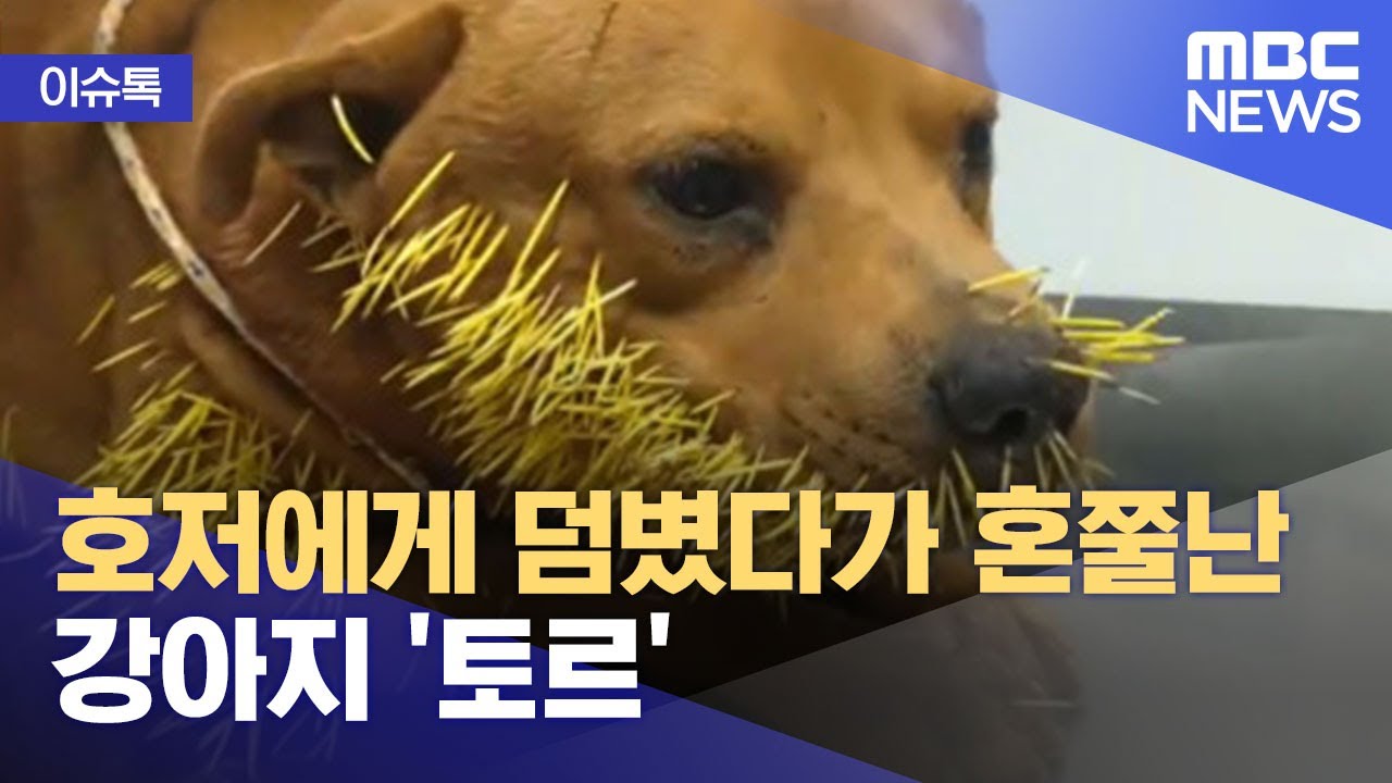 혼쭐나다意味と使い方