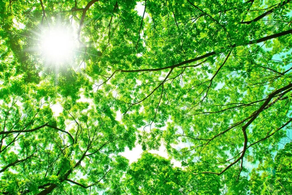 「日差し」韓国語で？햇살/햇볕/햇빛の意味の違いと使い分けを例文で解説