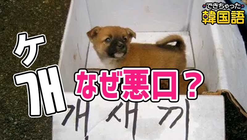 韓国語で개（犬）はNGワード？韓国で犬が悪口になった理由、犬を食べる理由も