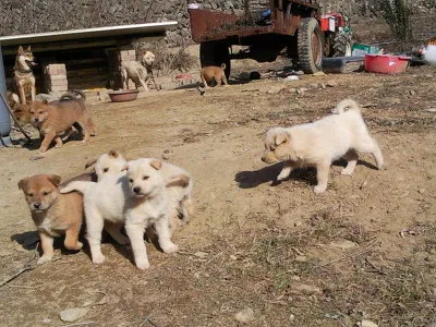 韓国人が犬を食べる理由と最近の変化